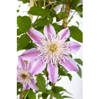 Kategorie <b>Produkt nicht gewünscht </b> - Clematis Hybride 'Empress'