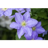 Kategorie <b>Produkt nicht gewünscht </b> - Clematis Hybride 'Elsa Späth'