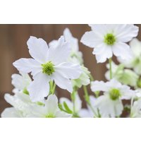 Kategorie <b>Kletterpflanzen </b> - Clematis Hybride 'Early Sensation'