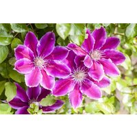 Kategorie <b>Kletterpflanzen </b> - Clematis Hybride 'Dr. Ruppel'