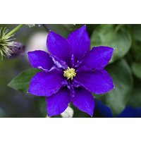 Kategorie <b>Kletterpflanzen </b> - Clematis Hybride 'Diamantina'