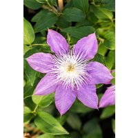 Kategorie <b>Kletterpflanzen </b> - Clematis Hybride 'Crystal Fountain'
