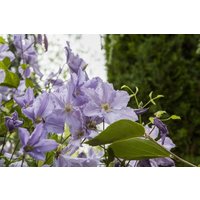 Kategorie <b>Produkt nicht gewünscht </b> - Clematis Hybride 'Blekitny Aniol'