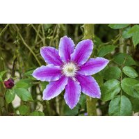 Kategorie <b>Kletterpflanzen </b> - Clematis Hybride 'Babara Jackman'