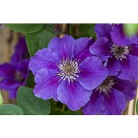 Kategorie <b>Produkt nicht gewünscht </b> - Clematis Hybride 'Ashva'