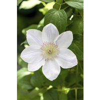 Kategorie <b>Kletterpflanzen </b> - Clematis Hybride 'Apollonia'