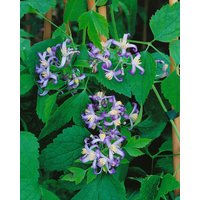Kategorie <b>Kletterpflanzen </b> - Clematis heracleifolia