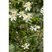 Kategorie <b>Produkt nicht gewünscht </b> - Clematis flammula