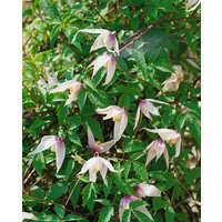 Kategorie <b>Kletterpflanzen </b> - Clematis alpina 'Willy'