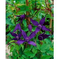 Kategorie <b>Kletterpflanzen </b> - Clematis alpina 'Tage Lundell'