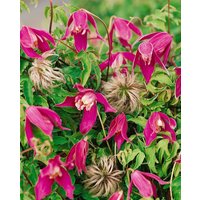 Kategorie <b>Clematis </b> - Clematis alpina 'Ruby'