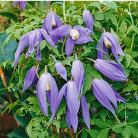 Kategorie <b>Kletterpflanzen </b> - Clematis alpina 'Frances Rivis'