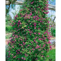 Kategorie <b>Clematis </b> - Clematis alpina 'Constance'