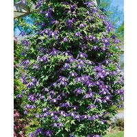 Kategorie <b>Kletterpflanzen </b> - Clematis alpina