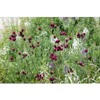 Kategorie <b>Produkt nicht gewünscht </b> - Cirsium rivulare 'Atropurpureum'