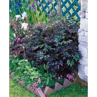 Stauden - Cimicifuga simplex 'Brunette'