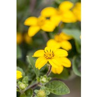 Kategorie <b>Stauden </b> - Chrysogonum virginianum 'Andre Viette'