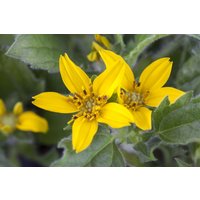 Kategorie <b>Stauden </b> - Chrysogonum virginianum