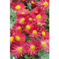 Kategorie <b>Produkt nicht gewünscht </b> - Chrysanthemum zawad.'Duchess of Edinburgh'