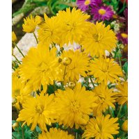 Kategorie <b>Stauden </b> - Chrysanthemum x hort.'Citrus'