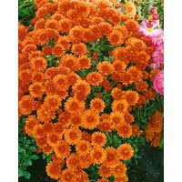 Kategorie <b>Stauden </b> - Chrysanthemum x hort.'Bronzekrone'