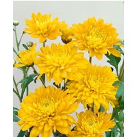 Kategorie <b>Stauden </b> - Chrysanthemum x hort.'Bienchen'
