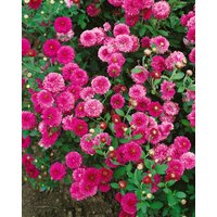 Kategorie <b>Stauden </b> - Chrysanthemum x hort.'Anastasia'