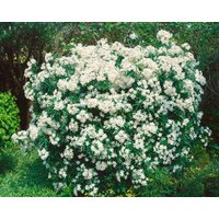 immergrüne Laubbäume - Choisya ternata 'Aztec Pearl'