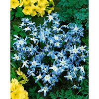 Kategorie <b>Bodendecker </b> - Chionodoxa luciliae