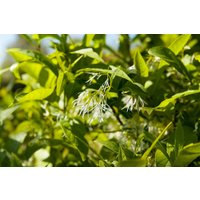 Kategorie <b>Laubbäume </b> - Chionanthus virginicus