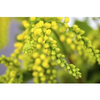 Kategorie <b>Produkt nicht gewünscht </b> - Chiastophyllum oppositifolium