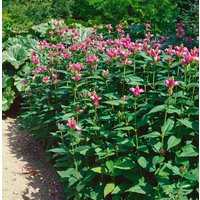 Kategorie <b>Produkt nicht gewünscht </b> - Chelone lyonii 'Hot Lips'