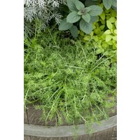 Kategorie <b>Stauden </b> - Chamaemelum nobile 'Treneague'