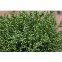 Nadelbäume u. Koniferen - Chamaecyparis pisifera 'Plumosa Compressa'