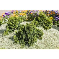 Nadelbäume u. Koniferen - Chamaecyparis obtusa 'Nana Gracilis'