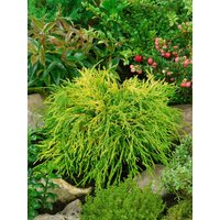 Nadelbäume u. Koniferen - Chamaecyparis obtusa 'Kamarachiba'