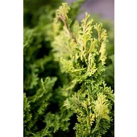 Nadelbäume u. Koniferen - Chamaecyparis obtusa 'Aurora'