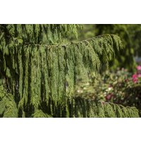 Nadelbäume u. Koniferen - Chamaecyparis nootk.'Pendula'