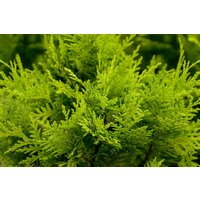Kategorie <b>Nadelbäume u. Koniferen </b> - Chamaecyparis lawsoniana 'Stardust'