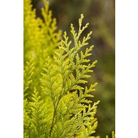 Kategorie <b>Nadelbäume u. Koniferen </b> - Chamaecyparis lawsoniana 'Romana'