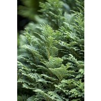 Nadelbäume u. Koniferen - Chamaecyparis lawsoniana 'Minima Glauca'