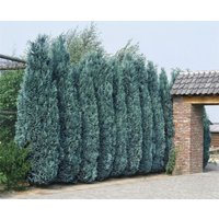 Kategorie <b>Nadelbäume u. Koniferen </b> - Chamaecyparis lawsoniana 'Columnaris'