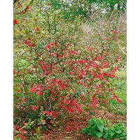 Kategorie <b>Laubbäume </b> - Chaenomeles 'Rubra'