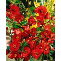 Kategorie <b>Blütensträucher und Ziergehölze </b> - Chaenomeles 'Nicoline'