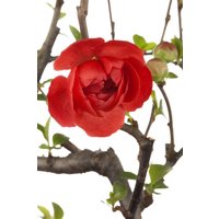 Kategorie <b>Laubbäume </b> - Chaenomeles 'Friesdorfer Typ 205'