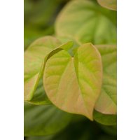Kategorie <b>Blütensträucher und Ziergehölze </b> - Cercis chinensis 'Avondale'