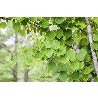 Kategorie <b>Laubbäume </b> - Cercidiphyllum japonicum