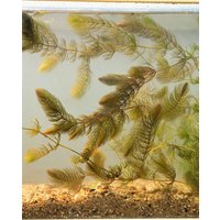 Kategorie <b>Produkt nicht gewünscht </b> - Ceratophyllum demersum