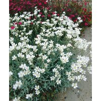 Kategorie <b>Stauden </b> - Cerastium biebersteinii