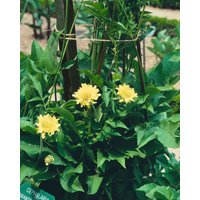 Kategorie <b>Produkt nicht gewünscht </b> - Cephalaria alpina